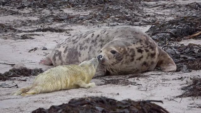 Kegelrobbe mit Jungtier, Halichoerus grypus, Helgoland, 4K