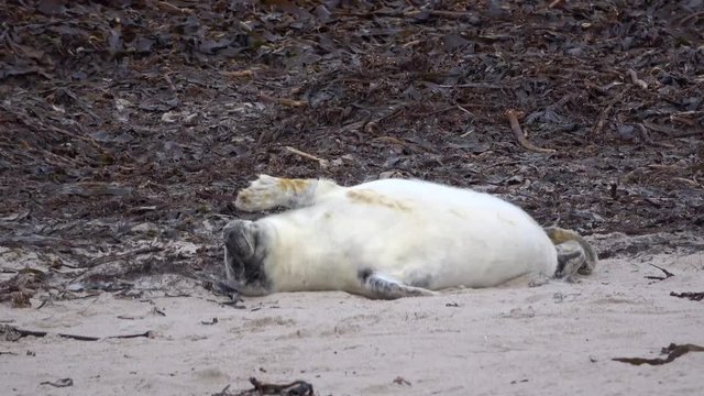 Kegelrobbe, Jungtier, Halichoerus grypus, Helgoland, 4K