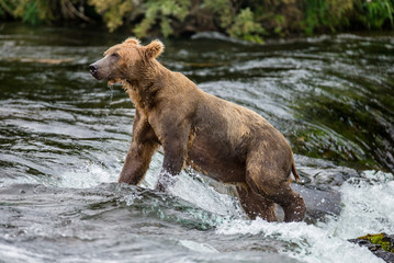 Brown bear standing in the river. USA. Alaska. Katmai National Park. An excellent illustration.