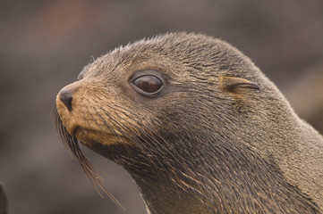 Galapagos Fur Seal
