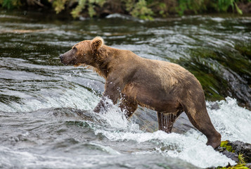 Obraz na płótnie Canvas Brown bear catches a salmon in the river. USA. Alaska. Katmai National Park. An excellent illustration.