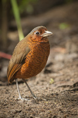 Giant Antpitta, Cloud Forest, Andes