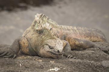 Face to Face with Yellow Land Iguana