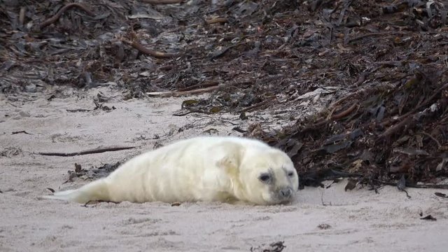 Robbenbaby, Kegelrobbe, Halichoerus grypus, 4K