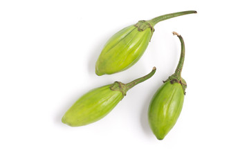 Jilo Scarlet. African Eggplant