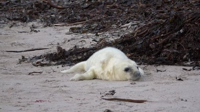 Robbenbaby, Kegelrobbe, Halichoerus grypus, 4K
