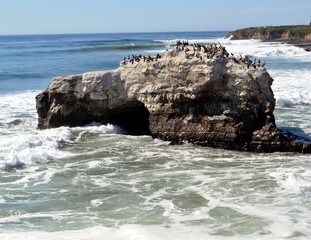 Pelicans on a rock in ocean