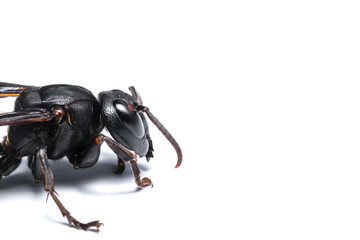 Paper wasp macro portrait isolated on white background - Large wasp with copy space.