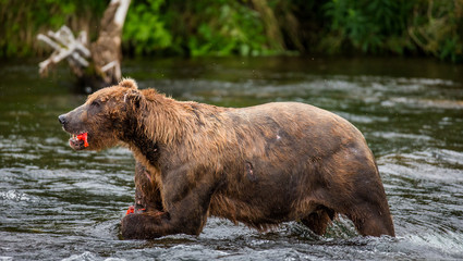 Obraz na płótnie Canvas Brown bear eating salmon in the river. USA. Alaska. Katmai National Park. An excellent illustration.