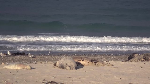 Kegelrobbenkolonie am Strand, Halichoerus grypus, Helgoland, 4K
