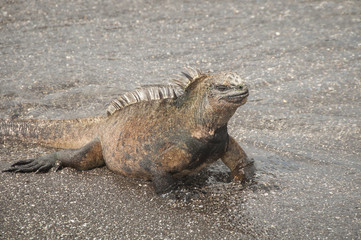 Marine Iguana on Beach