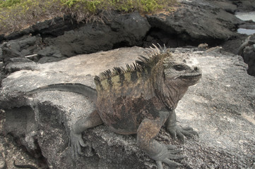 Marine Iguana on Rocks