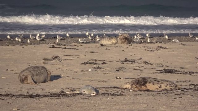 Kegelrobbenkolonie am Strand, Halichoerus grypus, Helgoland, 4K