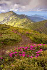 Fototapeta na wymiar Amazing colorful spring view of mountains with pink rhododendron
