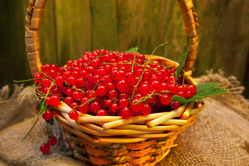 Wicker basket with berries of red currant. Still life in retro style