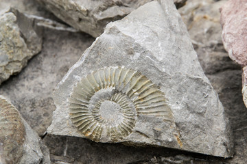Fossile di ammonite su matrice
