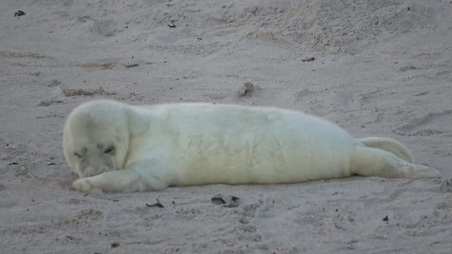 Kegelrobbe, Jungtier, am Strand von Helgoland, 4k