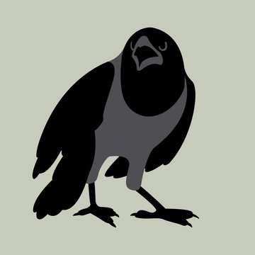 Raven vector illustration style Flat