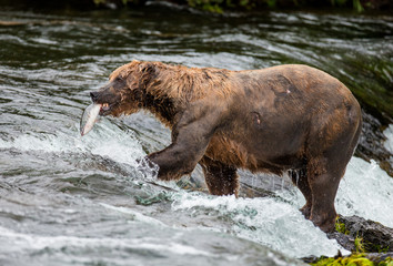 Brown bear catches a salmon in the river. USA. Alaska. Katmai National Park. An excellent illustration.