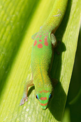 Madagascar Gold-Dusted Green Gecko