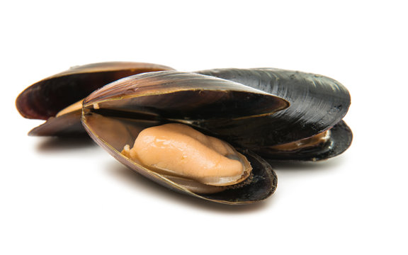mussels