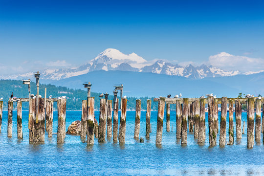 Old pilings at Anacortes ferry terminal give nesting boxes a great view of Mount Baker