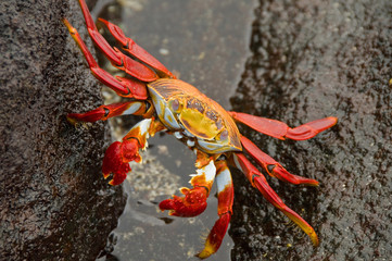 Sally Lightfoot Crab Straddling Rocks