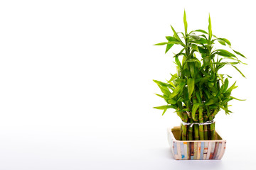 Green Bamboo in  ceramic pot on a white background, with space for text.
