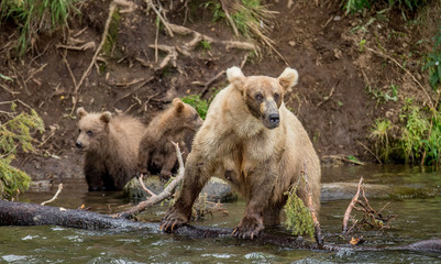 Mother brown bear with cubs in the wild. USA. Alaska. Katmai National Park. An excellent illustration.