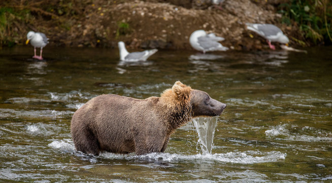 Brown bear standing in the river. USA. Alaska. Katmai National Park. An excellent illustration.