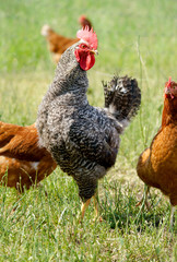 Hahn mit Hennen auf einer Hühnerwiese