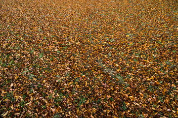Tappeto di foglie arancioni in autunno