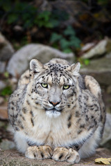 Fototapeta na wymiar Sitting snow leopard