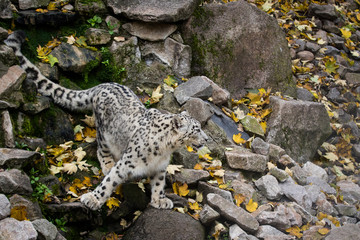 Snow leopard