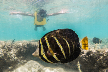 Underwater fish at Hanauma Bay