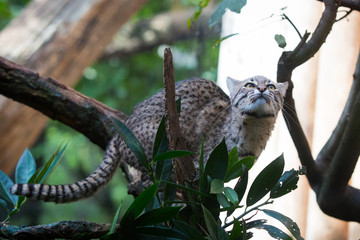 Geoffroy's cat in a tree