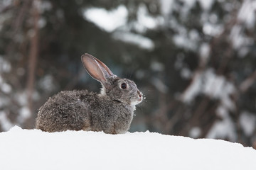 Easter rabbit on a snowy background, hare in the snow