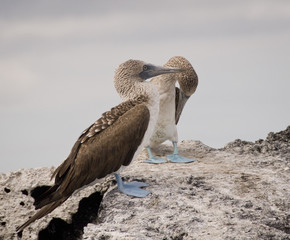 Blue Footed, Boobies, Galapagos