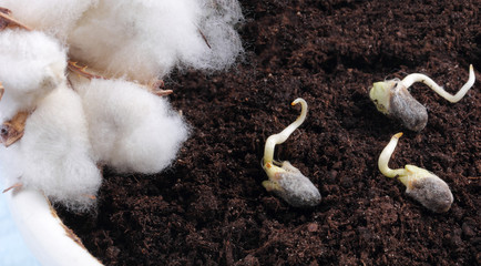 семена хлопка проросли и лежат на земле их собираются сажать