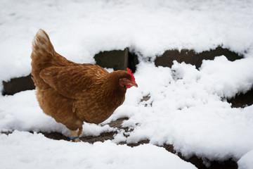 Chicken in snow