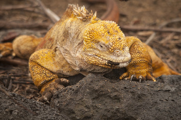 Yellow Iguana, Galapagos