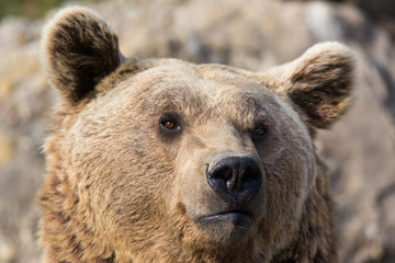 Obraz premium Bear portrait