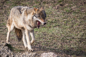 Wolf with open mouth