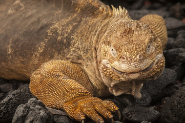 Closeup of Yellow Iguana, Galapagos