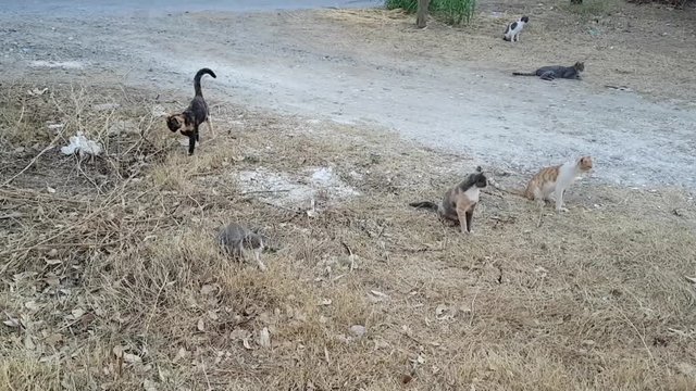 kats