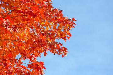 Red maple tree leaves with a wispy blue sky in the background.