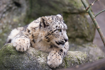 Young snow leopard