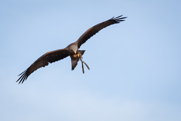 Flying kite