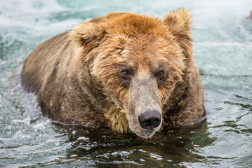 Brown bear sitting in the river. USA. Alaska. Katmai National Park. An excellent illustration.
