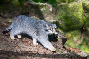 Obraz premium Pallas cat